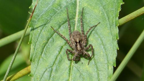 Pardosa sp.
